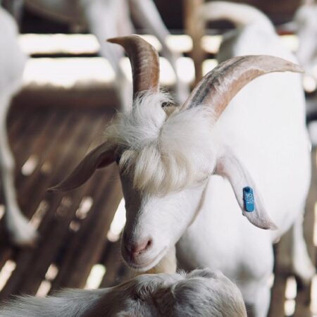 goat-rearing1